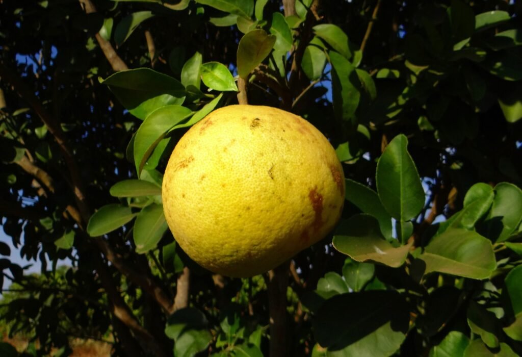 Are mangos in season now?