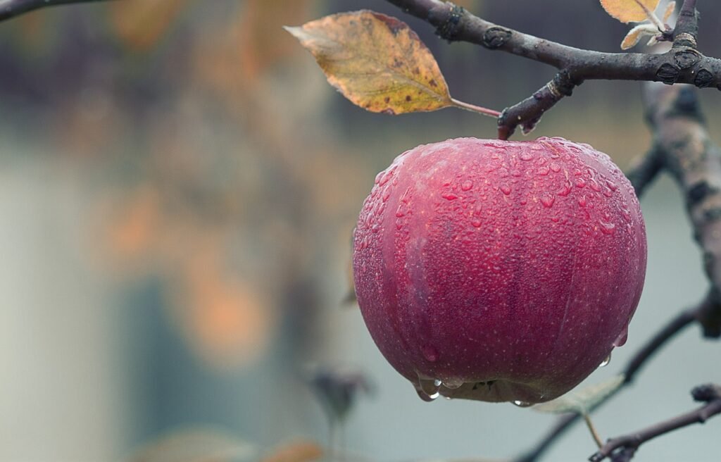 August Harvest: Discover the Late Season Fruits