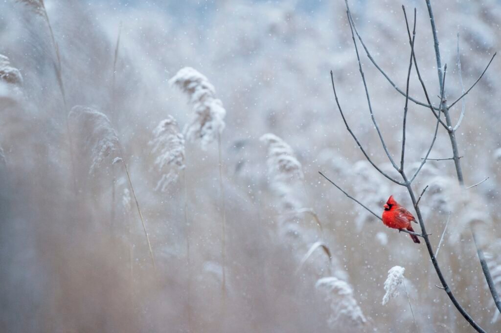 Delicious Winter Fruits for a Healthy Diet