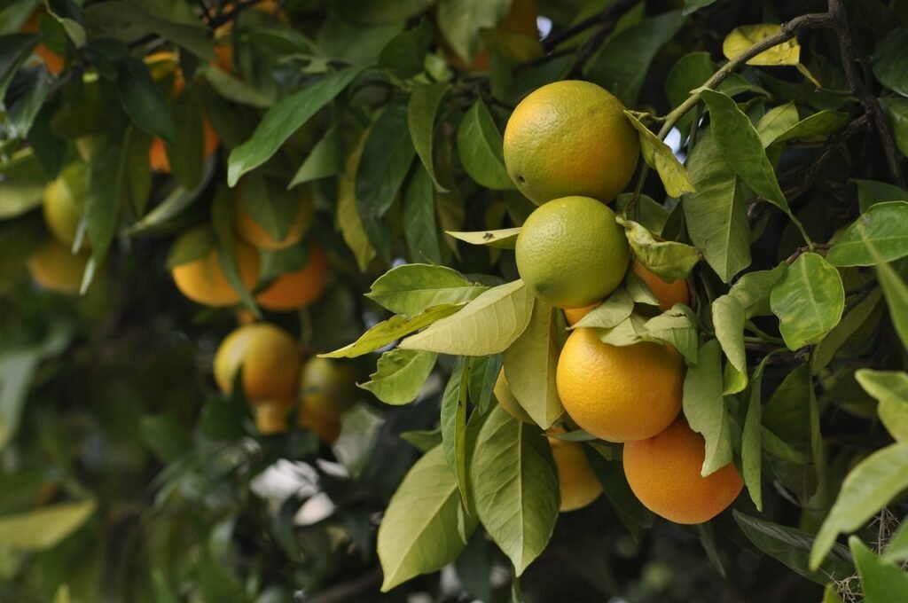 Exploring the Four Seasons of Fruits