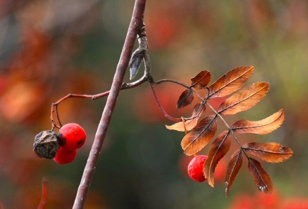 The Best Fruit to Enjoy in November