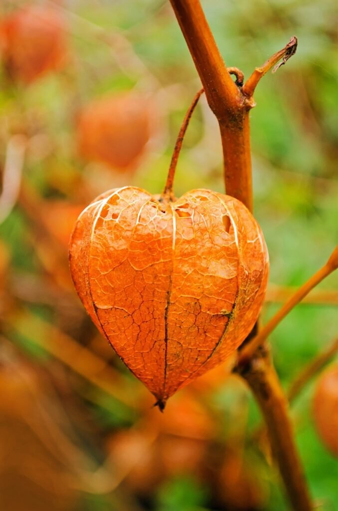 The Best Times to Enjoy Peaches