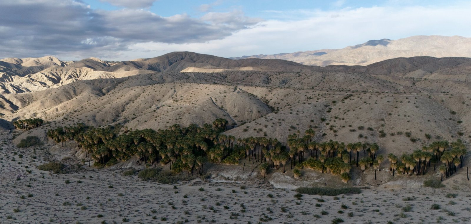 Benefits Of Desert Lime