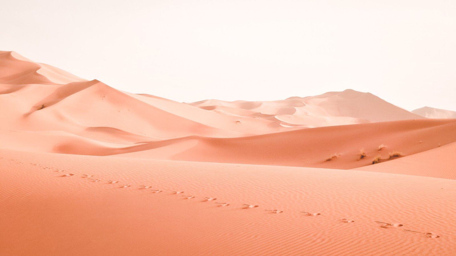 Benefits Of Desert Quandong